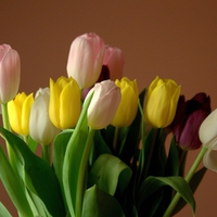 Beautiful tulips