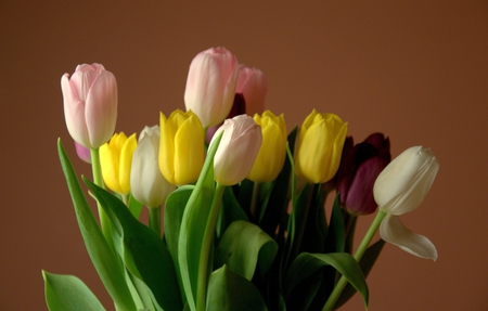 Beautiful tulips - beauty, tulips, colorful bouquet, tenderenss, white, yellow, pink, flowers, sweetness