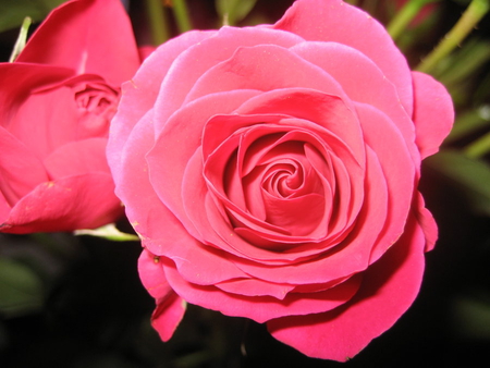 Pink rose for my dear friend beautiful_life - nature, beautiful, photography, rose, flower, pink