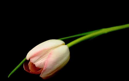 Single tulip - tulips, tenderness, sweetness, beauty, tender, flower