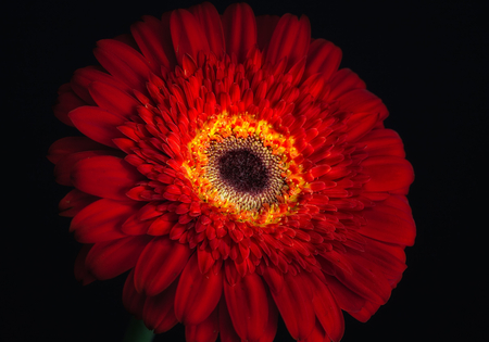 Gerber-HDR - beauty, nice, photography, delicate, great, black background, black, amazing, pretty, cool, hdr, lovely, gerber, red, beautiful, colors, photo, flower