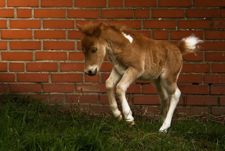 3 DAYS OLD - horse, baby, equine, cute, foal