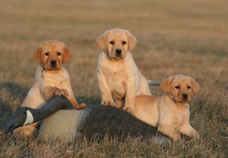 WE GOT IT - pups, canine, lab, cute, hunt, puppies