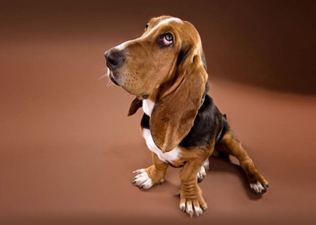 BASSETT - canine, dog, bassett, bassett hound