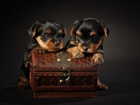 READY FOR PICNIC - puppy, picnic, canine, cute, puppies