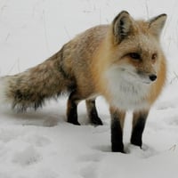 FOX IN WINTER SNOW