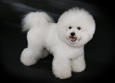 BICHON-FRISEE - canine, dog, white, bichon