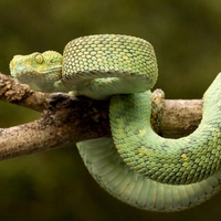 PIT VIPER