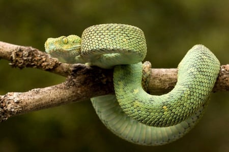 PIT VIPER - pit viper, viper, snake, green, reptile