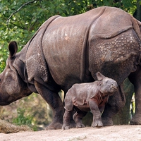 RHINO MOM & BABY