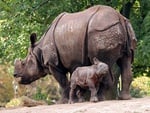 RHINO MOM & BABY