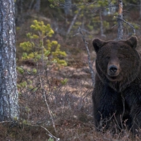 BEAR IN THE WOODS