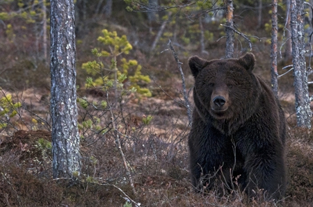 BEAR IN THE WOODS - wildlife, woods, bear, black bear