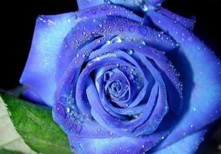 A gift for my dear BlueAngelAndreea - nature, gift, flower, blue rose