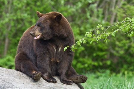 BIG BLACK BEAR - bear, big, black bear, wildlife