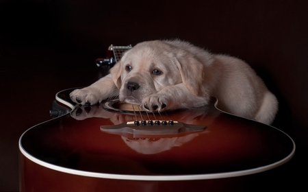 TIRED MUSICIAN - puppy, musician, tired, dog, canine, pup