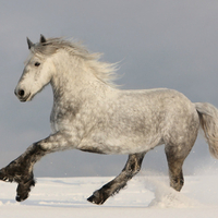 Siver Horse