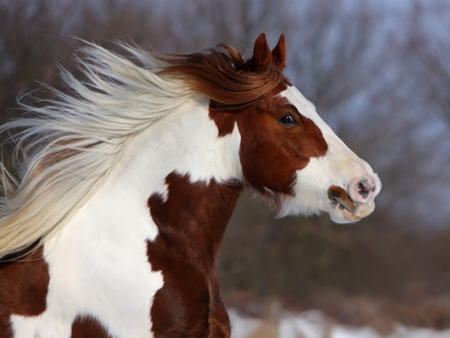 Beautiful Horse :) - horses