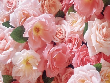 A Sea of Beauty for Your Sunny Heart - roses, pink, beautiful, flowers, photo, photography, nature