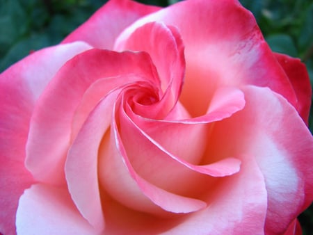 Perfection - pretty, blooms, blossoms, delicate, bud, lovely, flowers, nature, soft, rose, plants, nice