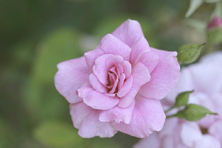 Pink beauty - blossoms, delicate, rose, pretty, pink, soft, flowers, plants, nice, lovely, blooms, nature, bud