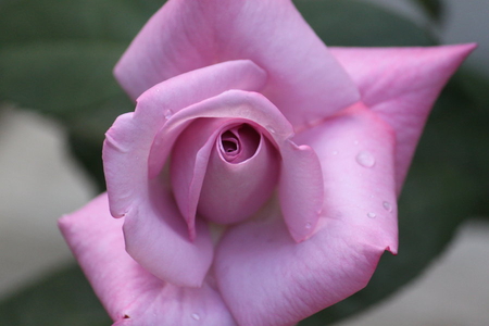 pink petals - blossoms, delicate, rose, pretty, pink, soft, flowers, plants, nice, lovely, blooms, nature, bud