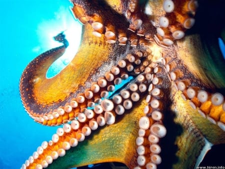 Colorful Deadly Octopus - dangerous, water, octopus, deadly