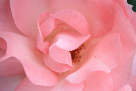 pinky rose - blossoms, delicate, rose, pretty, soft, flowers, plants, nice, lovely, blooms, nature, bud