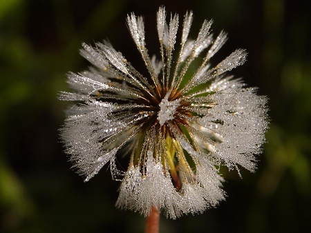 Dew Flower - nature, beautiful, wet, awesome, dew, flower