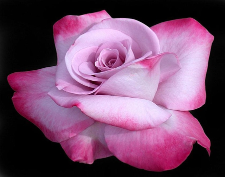 Pink on pink rose - blossoms, delicate, rose, pretty, pink, soft, flowers, plants, nice, lovely, blooms, nature, bud