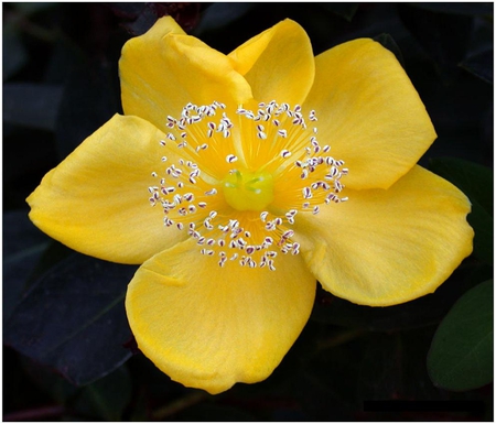 yellow flowers - blossoms, delicate, pretty, soft, flowers, yellow, plants, petals, nice, lovely, blooms, nature, bud