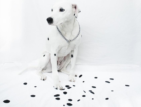 Spots - white, cute, dog, nice, spots, animals