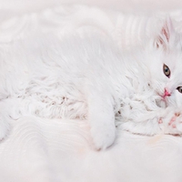white kitty
