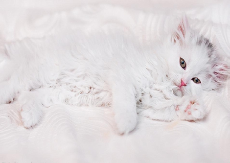 white kitty - white, kitty, animals, cute, nice, kitten, lovely, cat