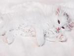 white kitty