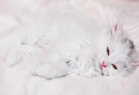 white kitty2 - white, kitty, animals, cute, nice, kitten, lovely, cat