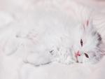 white kitty2