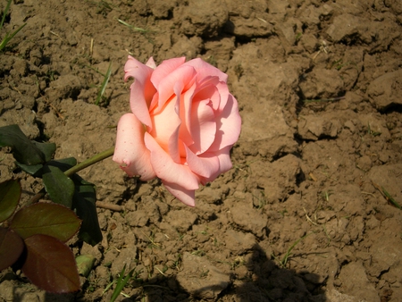 Pink rose - flowers, rose, nature, pink