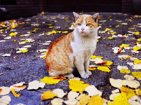 waiting for my owner - white, kitty, animals, cute, nice, kitten, lovely, cat