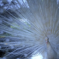 White peacock