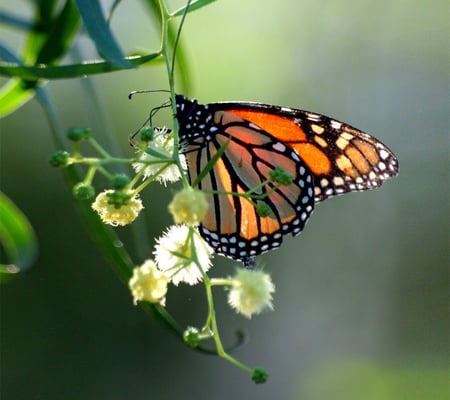 Beautiful Monarch - flowers, nature, monarch, beautiful, butterfly