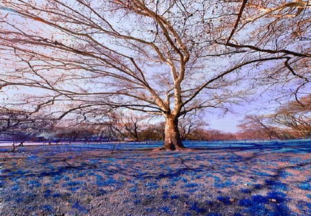 tree - tree, nature, nice, blue