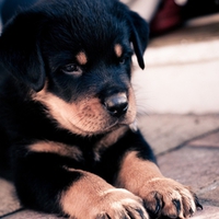 Rottweiler Puppy