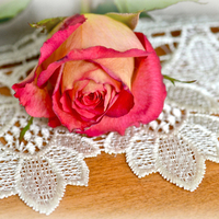 Rose on Lace