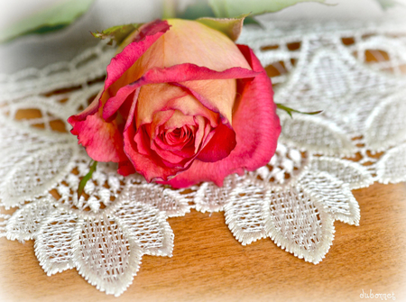 Rose on Lace - lace, flowers, still life, rose