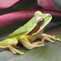 CUTE TREE FROG