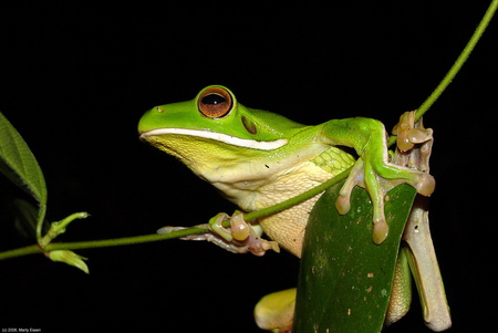 ON THE LOOK OUT - red, tree, frog, eyed