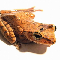 GOLDEN TREE FROG