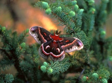 Beautiful Moth - colors, picture, moth, beautiful