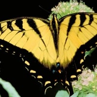 Tiger-Butterfly